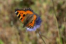 Aglais urticae