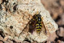 Chrysotoxum intermedium - Mle de 15 mm environ. Le troisime article antennaire est plus long que la somme des deux premiers articles antennaires.