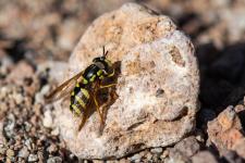 Chrysotoxum intermedium - Mle de 15 mm environ. Le troisime article antennaire est plus long que la somme des deux premiers articles antennaires.