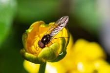 Melanostoma scalare