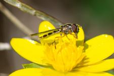 Melanostoma scalare (femelle) - 7-10 mm