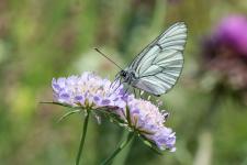 Aporia crataegi