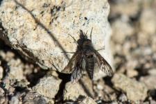 Conophorus macroglossus - mle mesurant 6-8 mm