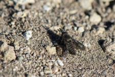 Conophorus macroglossus - mle mesurant 6-8 mm