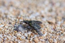 Conophorus macroglossus (femelle) - 6-8 mm