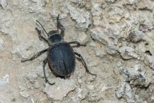 Pimelia variolosa