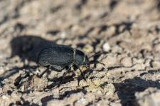 Pimelia variolosa