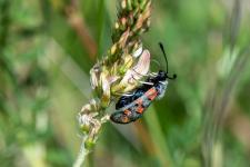 Zygaena rhadamanthus - sur Onobrychis viciifolia (Sainfoin cultiv = esparcette)