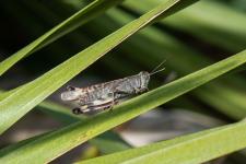 Heteracris littoralis - Mle mesurant 5 cm environ