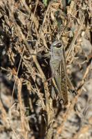 Heteracris littoralis - Mle mesurant 5 cm environ