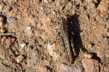 Heteracris littoralis - Femelle mesurant 4-5 cm