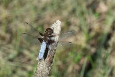 Libellula depressa (mle)