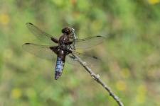 Libellula depressa - Femelle ge