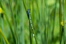 Coenagrion puella (mle)