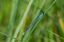 Coenagrion puella (mle)