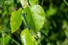 Coenagrion puella (mle)