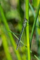 Coenagrion puella - femelle forme verte