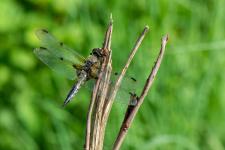 Libellula quadrimaculata - Vieux mle
