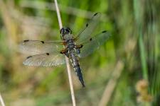 Libellula quadrimaculata (mle)