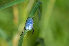 Hoplia coerulea (mle)