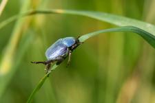 Hoplia coerulea (mle)