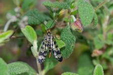 Mouche-scorpion (Panorpe mridional)