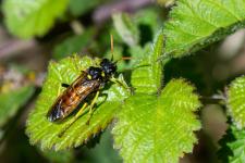 Tenthredo (Cephaledo) meridiana