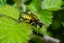 Tenthredo (Cephaledo) meridiana