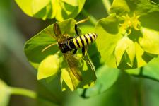 Tenthredo (Cephaledo) meridiana
