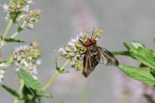 Phasia hemiptera (mle) - Les mles ont les ailes enfumes alors que les femelles ont les ailes transparentes et plus troites.