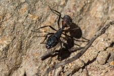Camponotus cruentatus - Femelle ouvrire major mesurant 10 mm environ
