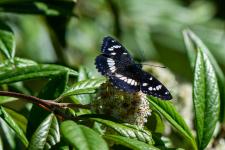 Limenitis reducta