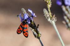 Zygaena fausta - sur Lavandula multifida