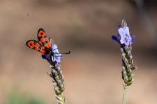 Zygaena fausta - sur Lavandula multifida