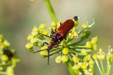 Lygistopterus sanguineus - Accouplement