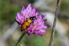 Mylabris connata -  la diffrence de Mylabris variabilis, Mylabris connata a lextrmit des lytres jaune.