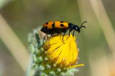 Mylabris connata -  la diffrence de Mylabris variabilis, Mylabris connata a lextrmit des lytres jaune.