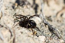 Steatoda paykulliana - Femelle 8 mm environ