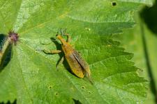 Lixus pulverulentus (mle) - Mle mesurant 15 mm environ ; le rostre du mle est plus court et nest pas noir comme celui de la femelle.