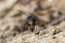 Camponotus cruentatus - Femelle ouvrire minor