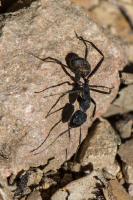 Camponotus cruentatus - Femelle ouvrire minor