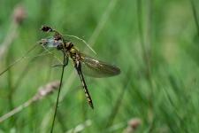 Cordulia aenea - Femelle immature