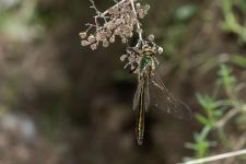 Cordulia aenea - Mle immature