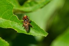 Sicus ferrugineus - Petite mouche mesurant 8-10 mm