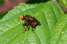 Sicus ferrugineus - Petite mouche mesurant 8-10 mm