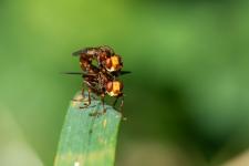 Sicus ferrugineus - Couple