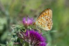 Argynnis niobe