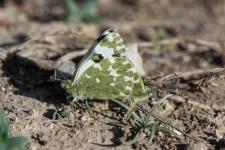 Pontia daplidice