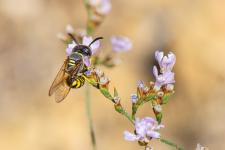Philanthus triangulum - Mle mesurant environ 10 mm - ici sur Limonium gibertii - reconnaissable au trident de Neptune reprsent sur son front, le mle possde 7 segments jaunes abdominaux alors que la femelle en possde 6.