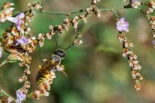 Philanthus triangulum - Mle mesurant environ 10 mm - ici sur Limonium gibertii - reconnaissable au trident de Neptune reprsent sur son front, le mle possde 7 segments jaunes abdominaux alors que la femelle en possde 6.
